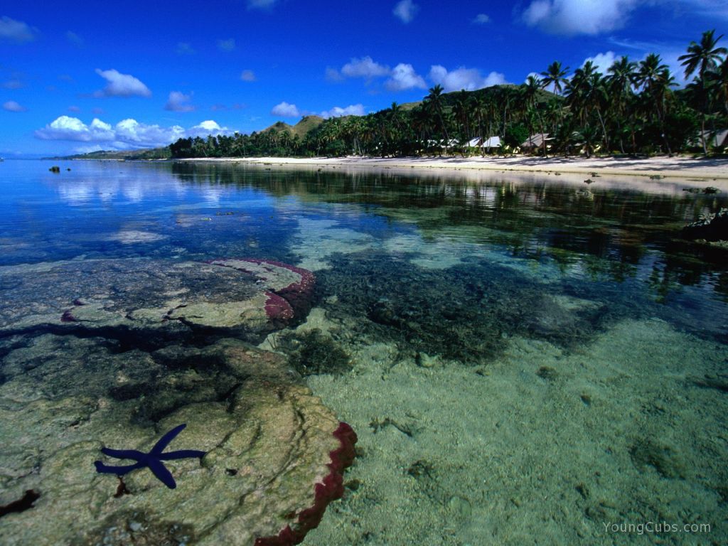 Starfish Along the Coral Coast of Viti Levu, Fiji